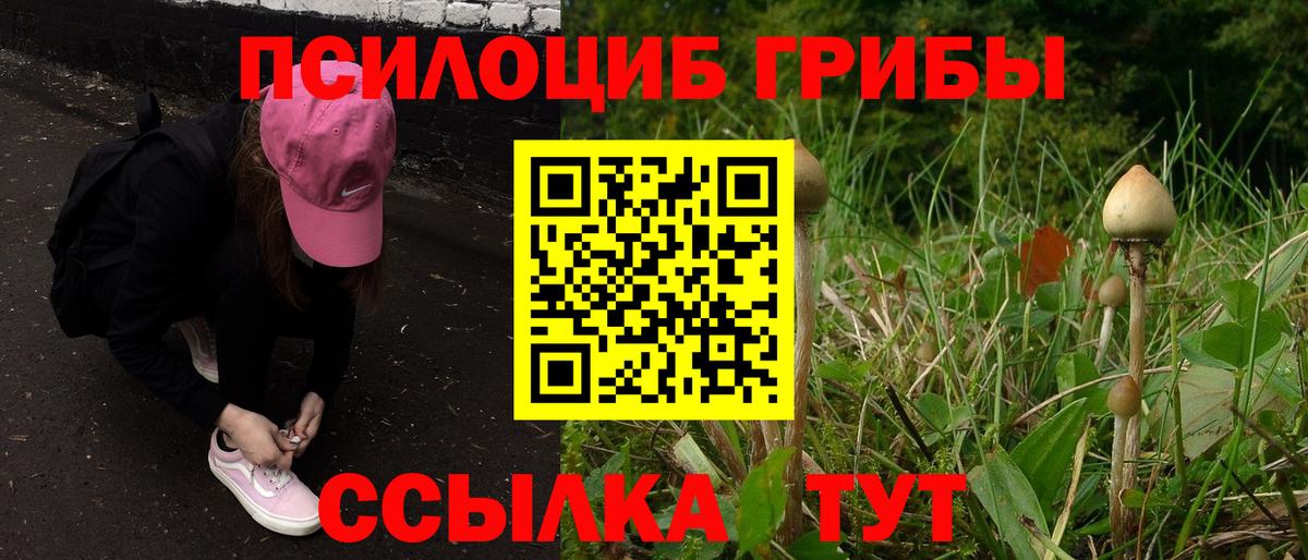 Галлюциногенные грибы Psilocybine cubensis Куйбышев